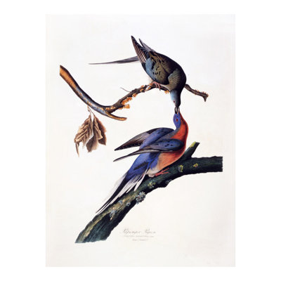 «Passager Pigeon Columba Migatoria» par John James Audubon - Estampe numérique