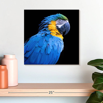 Ara bleu néotropical Brampt