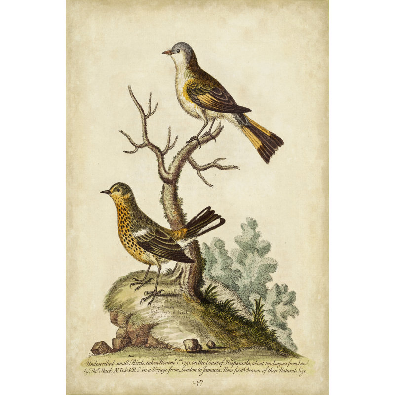 Companions In Nature IV by George Edwards - Wrapped Canvas Print, 46cm H x 30cm W x 3.8cm D