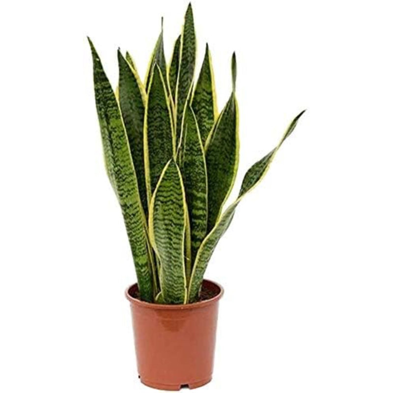 Golden Edge Sansevieria Snake Plant in 6-Inch Pot
