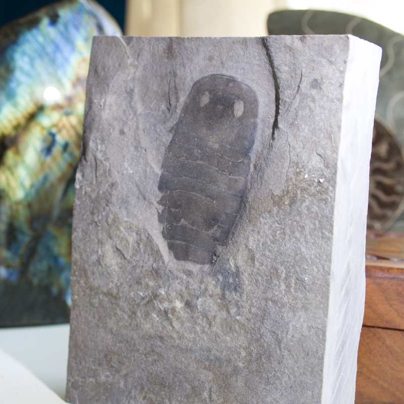 Assiette fossile Eurypterid. Lang's Quarry, Herkimer County, New York