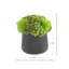 Rizal Faux Succulent in Fiberstone Pot-1299653791