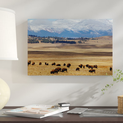 «Grazing Bison (American Buffalo) Herd on The Plain», reproduction de photo sur toile