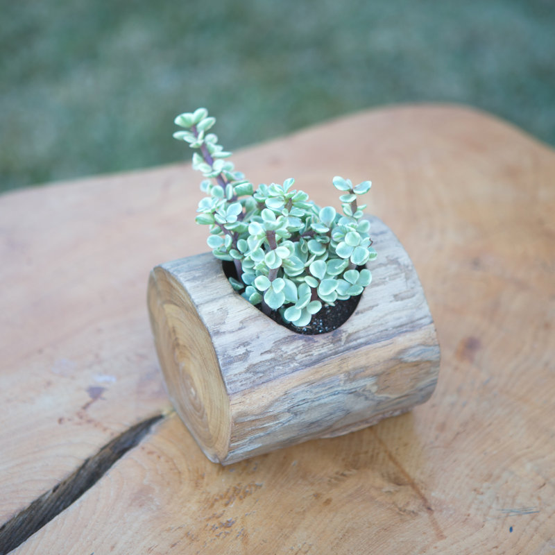 Pot de fleurs en bois Migliore