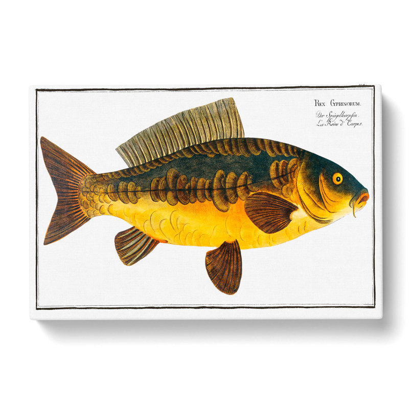 Royal Carp Fish by M.E. Bloch - Wrapped Canvas, 35cm H x 50cm W x 3cm D