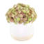Haoen Chick Succulent disposés dans un vase en céramique
