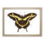 A Papilio Butterfly by George Shaw - Framed Print-55453451-55453453