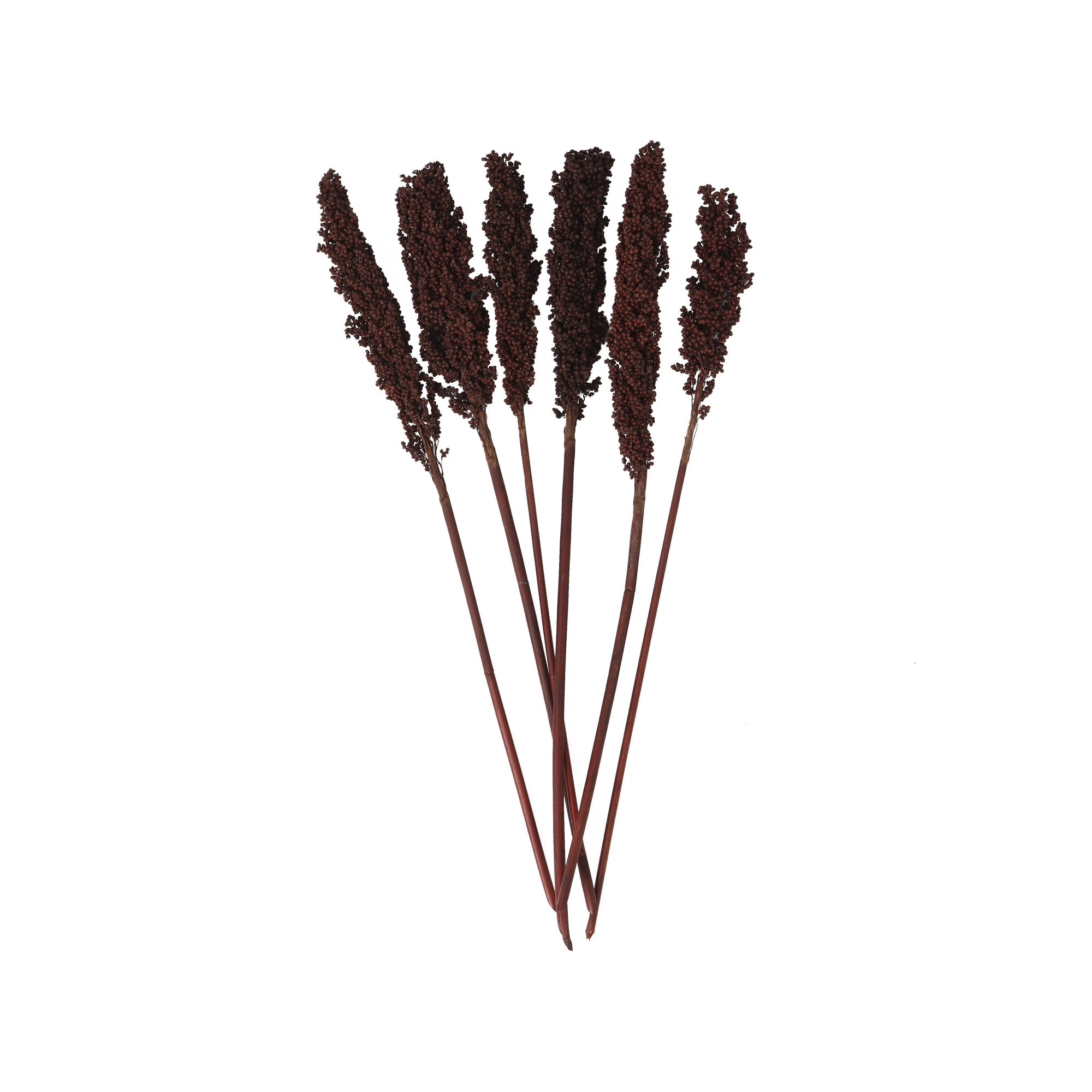 Clerkin Natural Dried Plant Floral And Botanical Artificial Foliage, Dark Brown