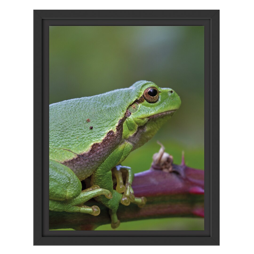 Gerahmtes Wandbild kleiner Frosch auf Dornenast