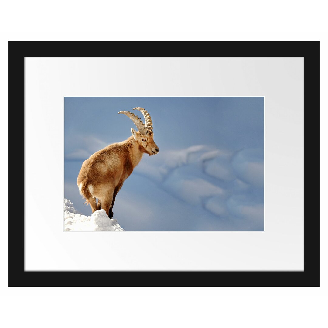 Gerahmtes Poster Steinbock im Schnee