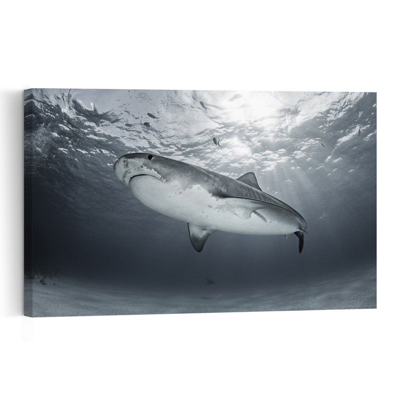 Tiger Shark Ocean Sunlight Dramatic Tranquil Abstract Fish Shark Tiger Ocean Wildlife Wall Art Print 1 Piece Wrapped Canvas Wall Art