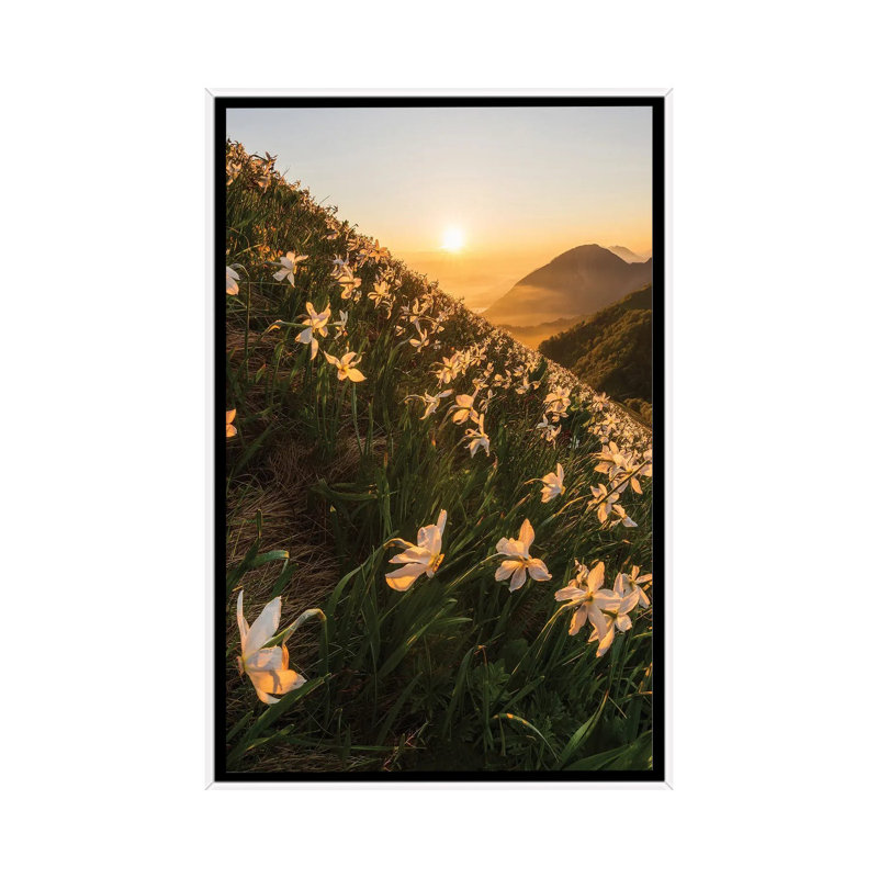 Daffodils by Ales Krivec - Print on Canvas, 66.04 cm H x 45.72 cm W, Black Framed
