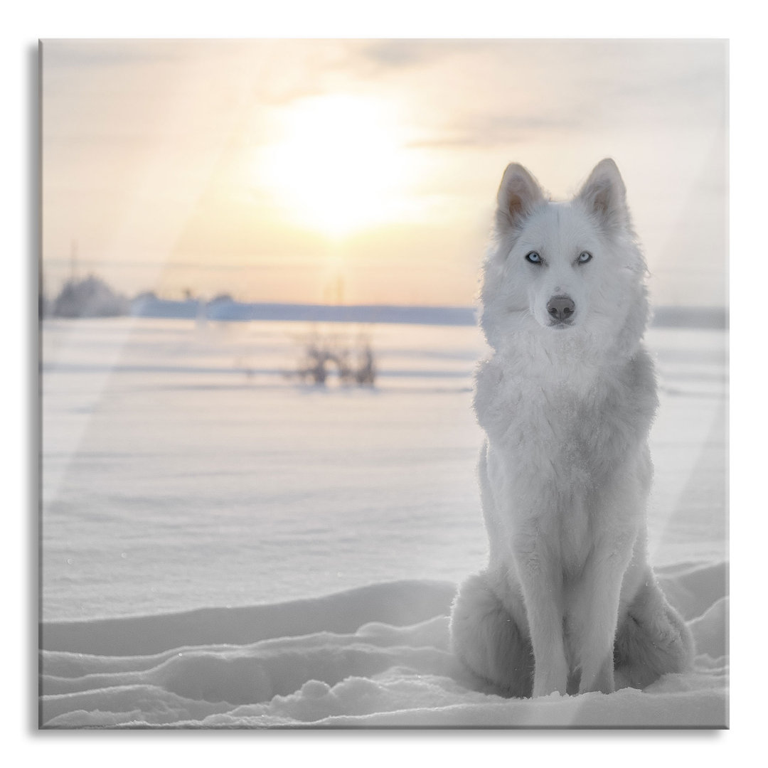 Glasbild Weißer Wolf im Schnee