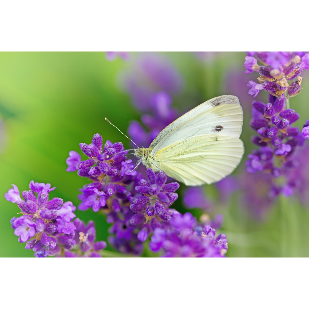 Schmetterling auf Lavendel - Kunstdrucke auf Leinwand ohne Rahmen