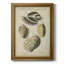 «Vintage Shell Study I», reproduction sur toile encadrée-1439352163