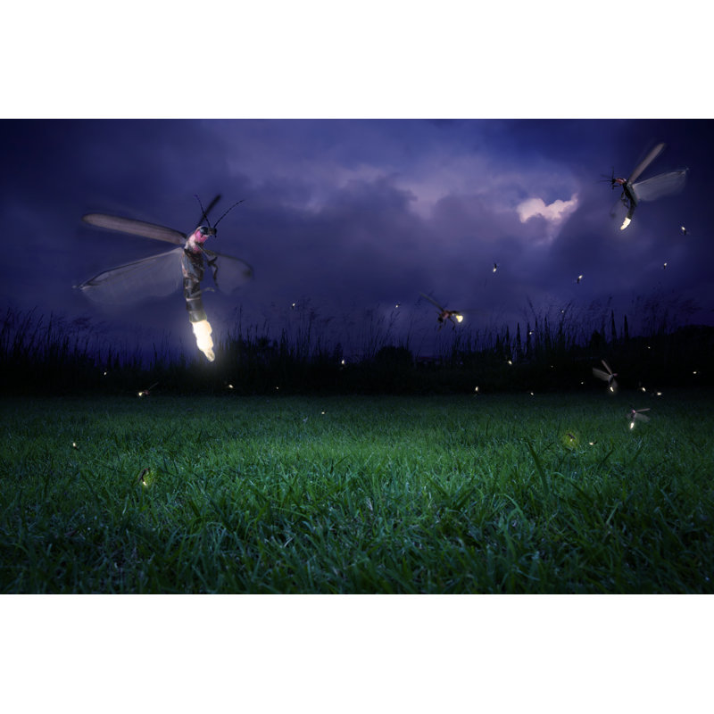 Fireflies at Night - Photographie sur toile tendue, L 48 po x H 32 po