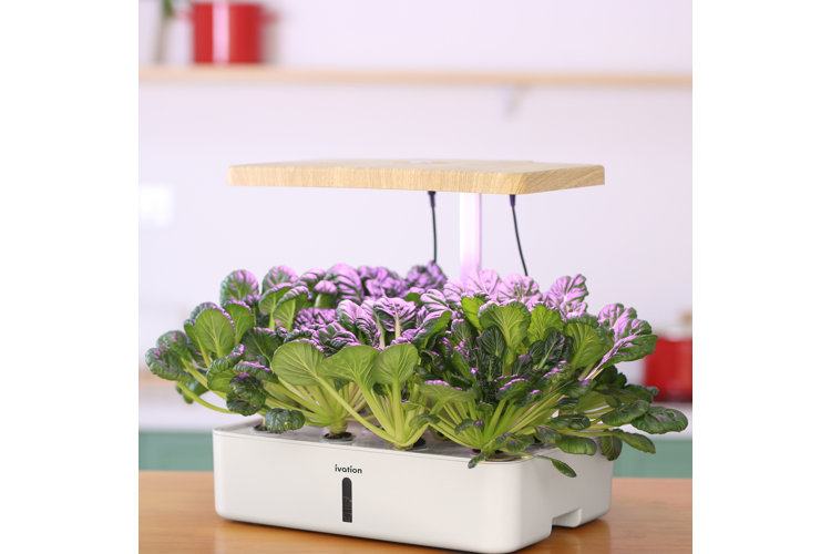 Hydroponic unit with salad greens and built-in grow light.