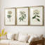 Antique Turpin Botanical VII - reproduction sur mesure encadrée de qualité supérieure - 3 pièces-312085991-312085996