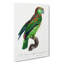 Turquoise-Fronted Amazon Parrot by F. Levaillant - Wrapped Canvas-55361471