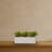 Agave Succulent in Rectangular Planter