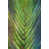 Wrapped Canvas
