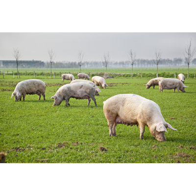 Pigs Springtime - Wrapped Canvas Print
