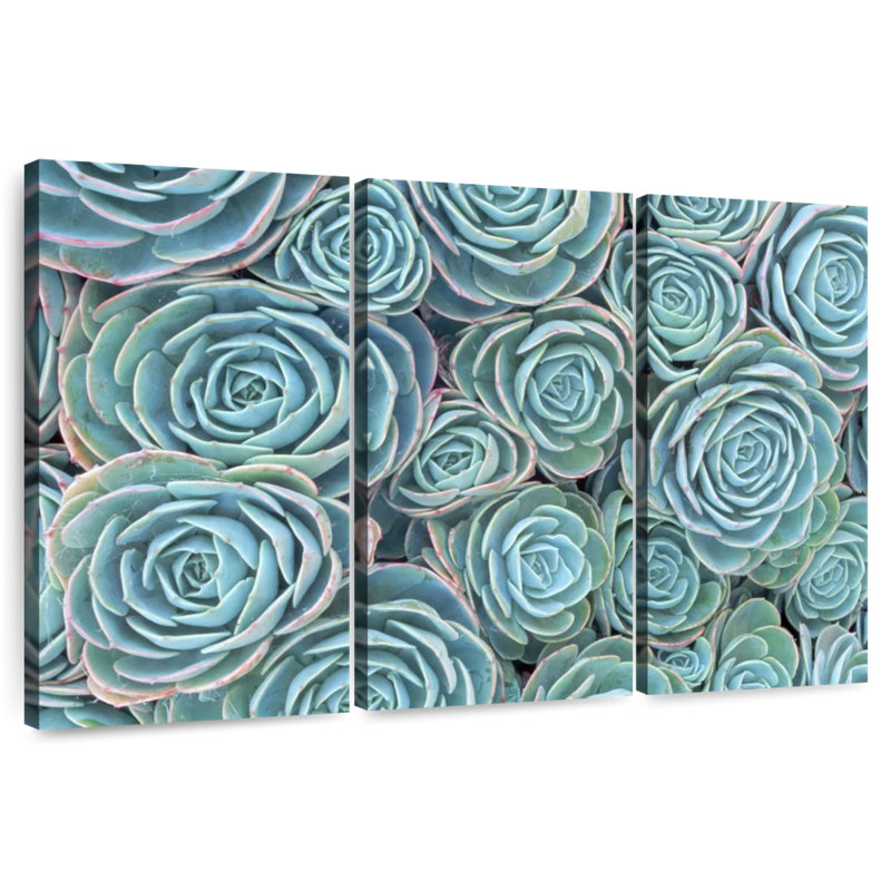 Harnek A Bunch of Succulents, H 42 po x l 65 po