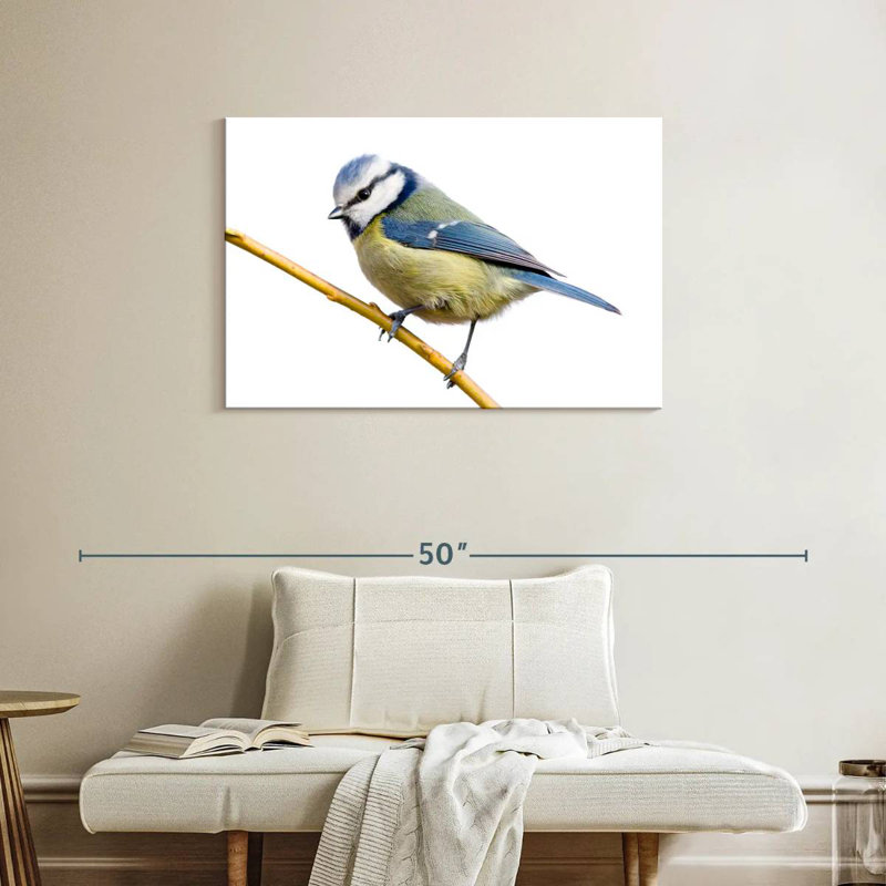 Feathery Blue Tit, H 24 po x l 36 po