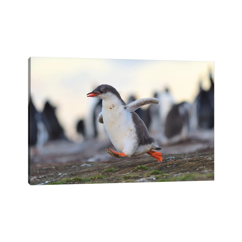 Sprinting Gentoo Penguin Chick by Elmar Weiss - Wrapped Canvas Print, 66.04 cm H x 45.72 cm W x 1.91 cm D