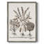 Sépia Besler Botanicals II, reproduction encadrée - bois massif-147131476