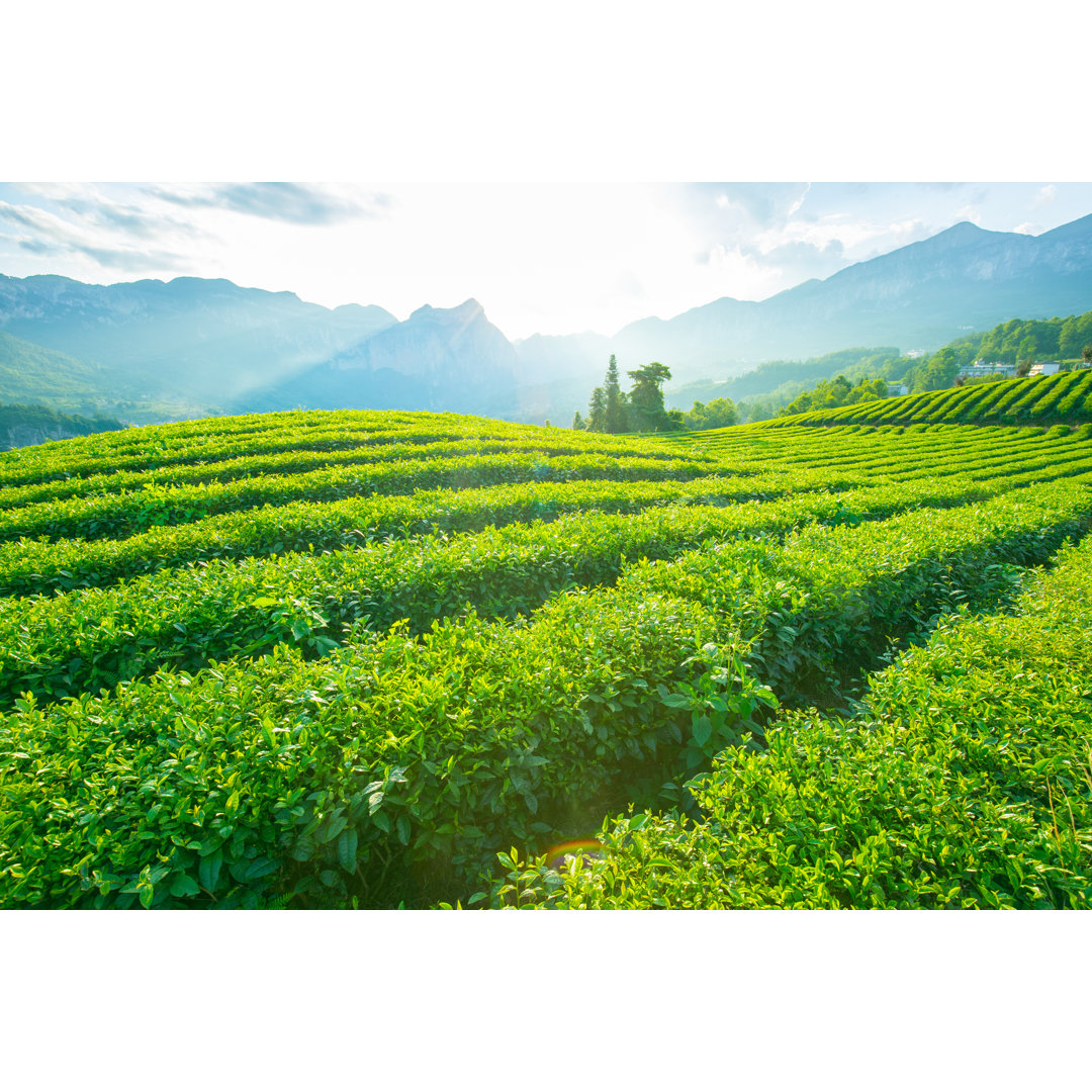 Teeplantage Feld von Xijian - Kunstdrucke auf Leinwand