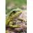 Tree Frog
