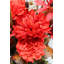 Arrangement de fleurs mixtes-17956175