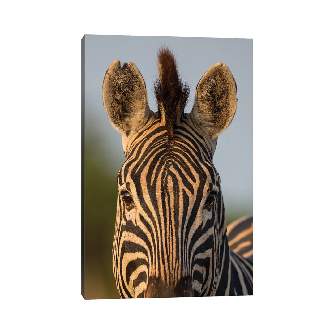 Zebra Facial Pattern South Africa by Mogens Trolle - Wrapped Canvas Print