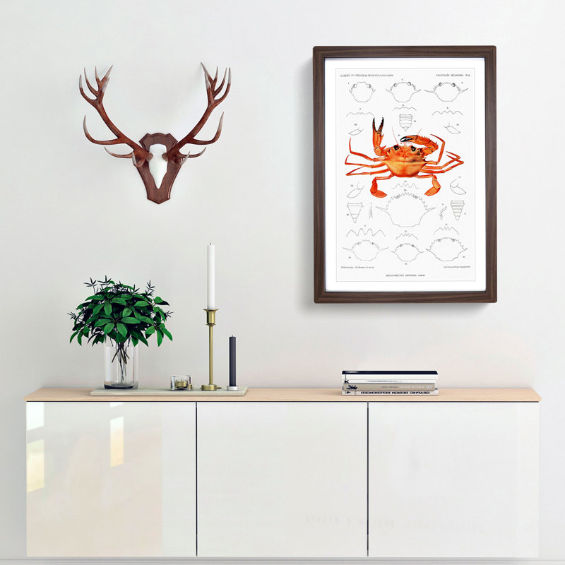 West African Crab by Albert I - Framed Print, 48cm H x 36cm W x 2cm D, Walnut Framed