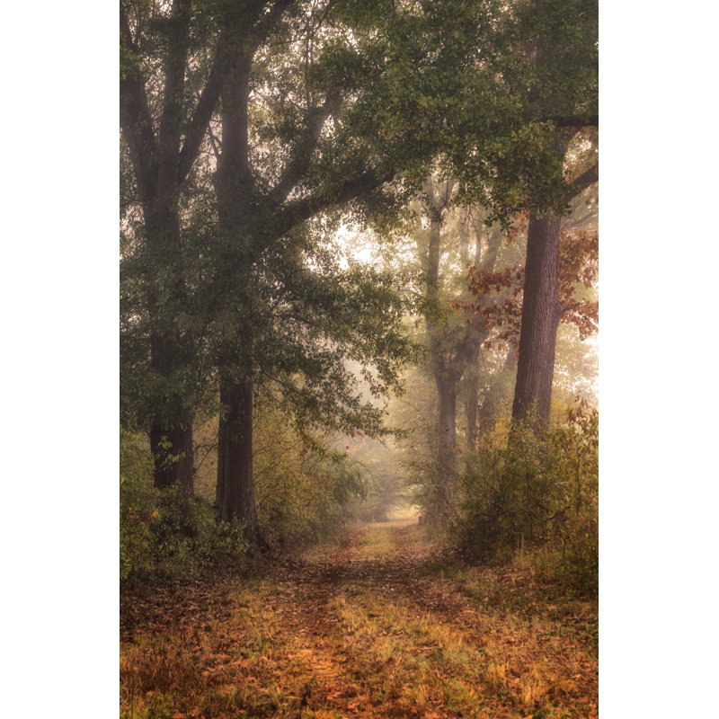 Autumn's Walk I by Danny Head - Photograph, 30cm H x 20cm W, Wrapped Canvas