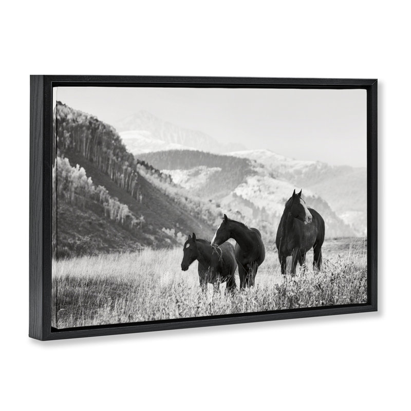 «Horse Trio on Mountainside», art mural encadré par Danita Delimont, H 17 po x l 25 po, Cadre flottant noir de jais