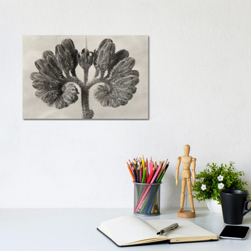 Blossfeldt Botanical VIII by Karl Blossfeldt - Wrapped Canvas Print, 20.32cm H x 30.48cm W x 1.91cm D