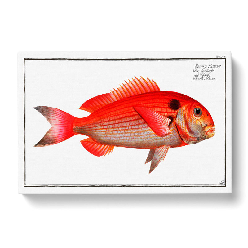 Sea-Bream Fish by M.E. Bloch - Wrapped Canvas, 40cm H x 60cm W x 3cm D