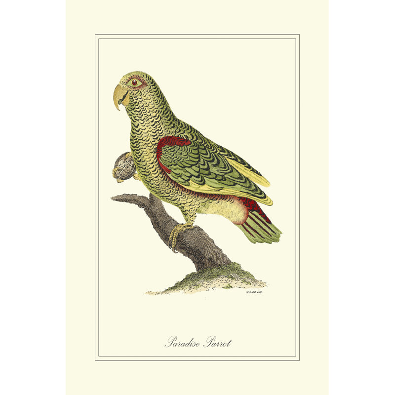 Paradise Parrot - Wrapped Canvas Print, 30cm H x 20cm W x 3.8cm D