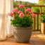 Pot Planter-875757061