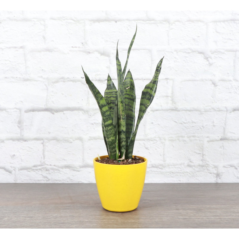 Zeylancia Snake Plant in Yellow Biodegradable Pot