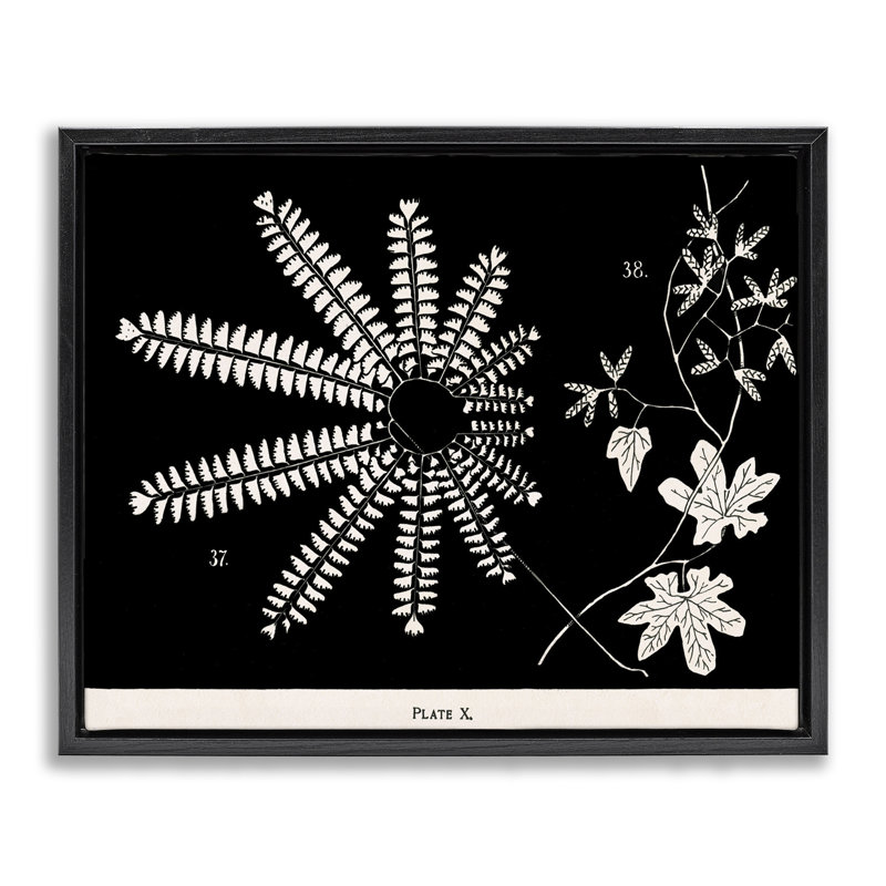 Fougères et feuilles sur cadre flottant noir, design par Phillipa Katz, H 17 po x l 21 po, Cadre flottant noir de jais