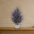 Lavender in White Planter