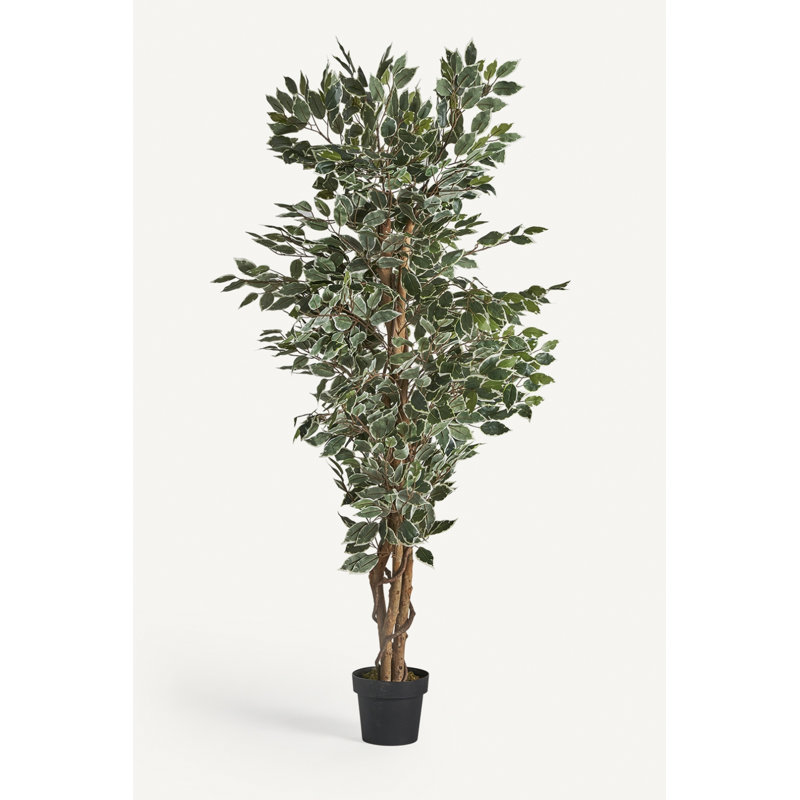 Ficus Tracie