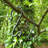 Alpcan Metal Weather Resistant Hook Plant Stand