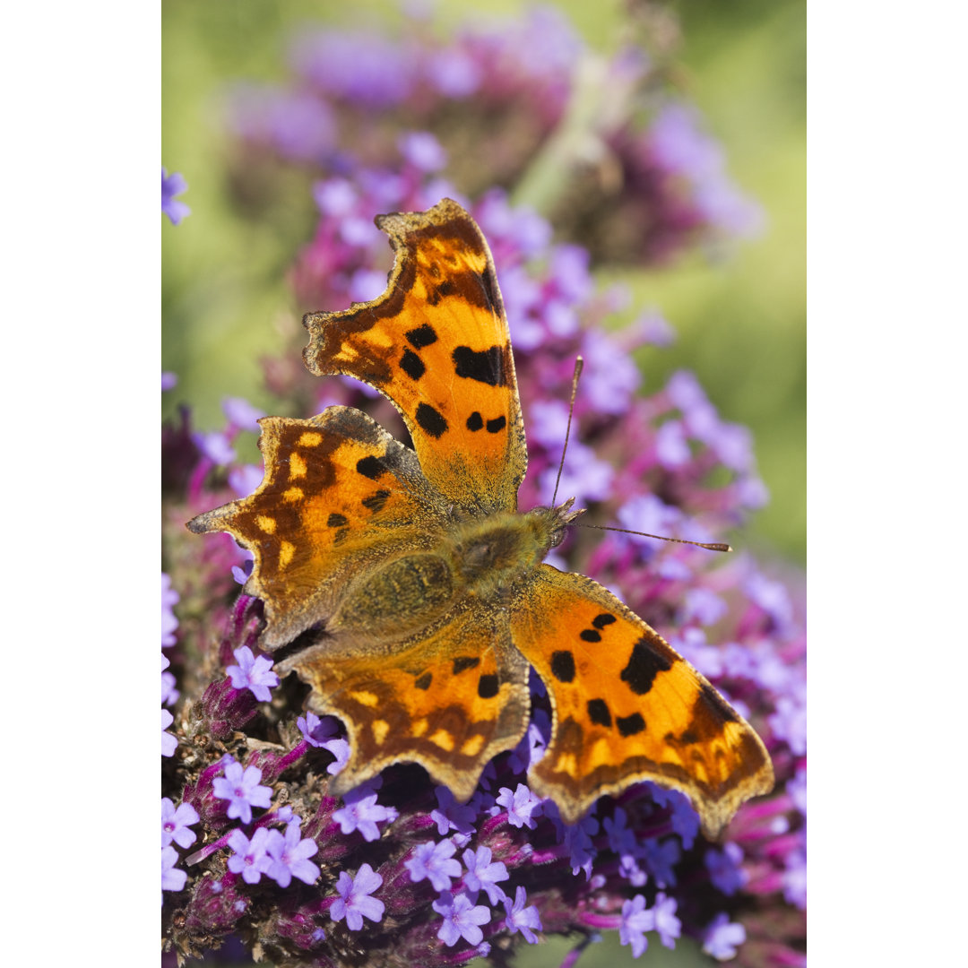 Comma Butterfly von Chillingworths - Leinwanddrucke