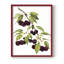 Watercolor Cherries, reproduction encadrée - bois massif-93066157-93066166