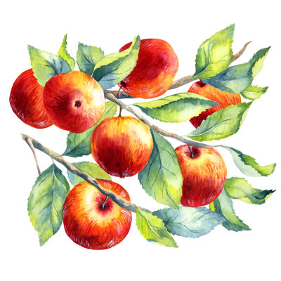 " Watercolor Fruit Apple " by Elyaka Painting Print