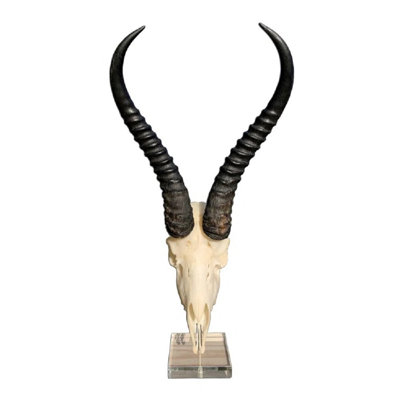 Brisny Real Springbok Skull on Acrylic Base